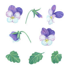 Watercolor pansy and violet flower set - blue & purple blossoms, buds, and leaves