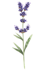 Obraz premium Stunning Lavender Blossom Against a Black Background Showcase: Capturing the Elegance and Serenity of Nature's Purple Flowers