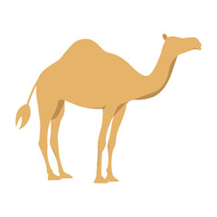 camel cartoon illustration