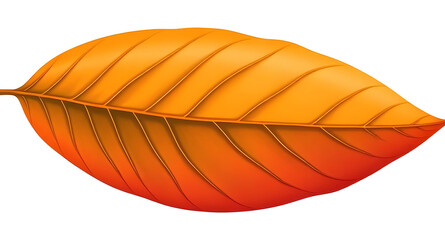 leaf on white background