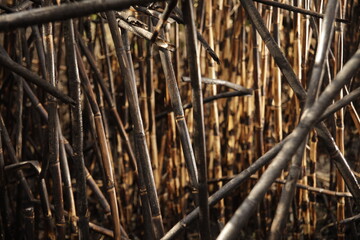 reeds burnt in a fire