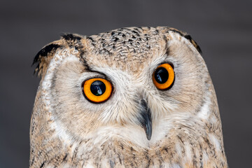 Eagle owl portrait
