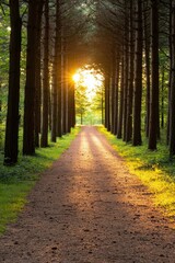 A forest path at sunrise where tree silhouettes create an intricate natural archway, Conifer,Tree,Gymnosperms,OrganismsForests