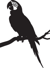 Parrot black silhouette vector on white background 