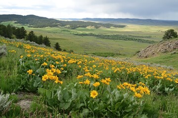 Fototapeta premium Balsamroot Rolling Meadow. Bright and Colourful Wildflowers with Indigenous Medicative Herbs