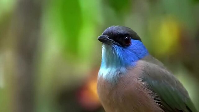 blue-naped mousebird perched on a branch in tropical habitat. close-up of blue-naped mousebird in a gentle breeze. serene moment with a blue-naped mousebird in lush foliage.