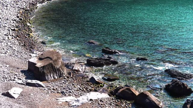 ree Trunk and Emerald Ocean Landscape