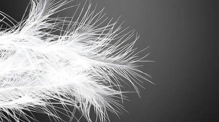 Obraz premium Close-up of white feathers