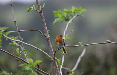 European Robin - Petirrojo Europeo (Erithacus rubecula)