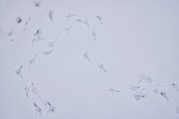 Bird tracks on fresh snow