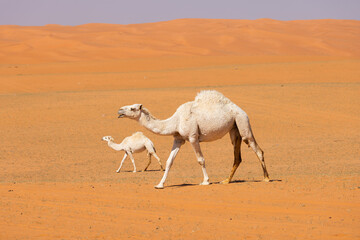 Camels run through the red sand desert in Saudi Arabia