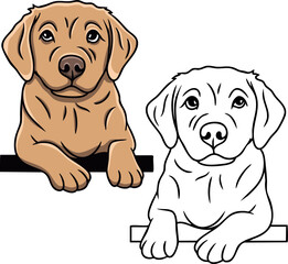 Labrador golden retriever vector