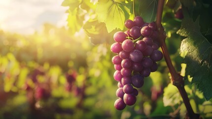 Vibrant purple grapes on lush vineyard vine in sunlight