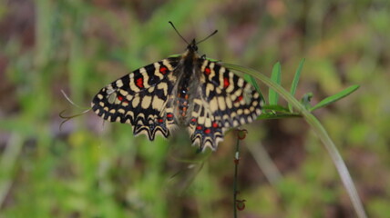 harlequin butterfly on a green leaf