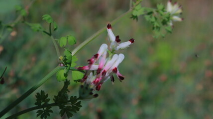 red and white flowers in the green leaves