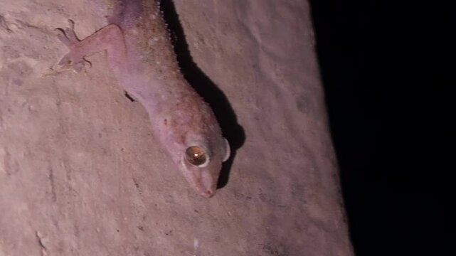 Macro footage of Common house gecko waiting for catching insects. India