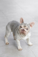 young and cute french bulldog puppy in the street in front of the white house