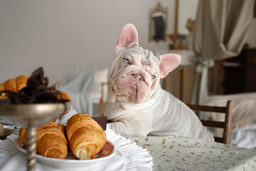 young and cute french bulldog puppy sitting at the table with croissants