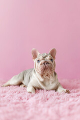 cute portrait of young french bulldog puppy with blue eyes on pink fluffy carpet 