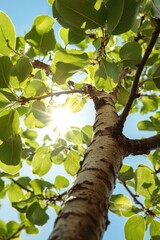 Fototapeta premium Callery Pear Blossom: Low Angle View of Sunlit Tree Branch in Nature