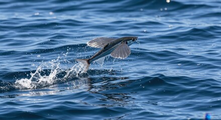 Flying Fish Leaping Ocean Water Splash