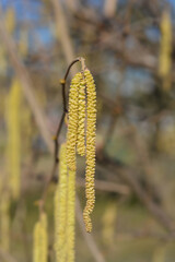 Naklejka premium Common hazel flower