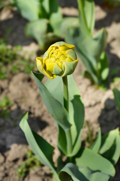 Tulip Yellow Pomponette flower bud