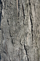 Honey locust bark detail