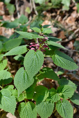 Balm-leaved archangel flowers
