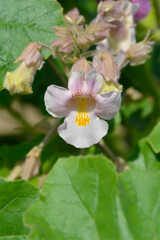 Common devils claw flower