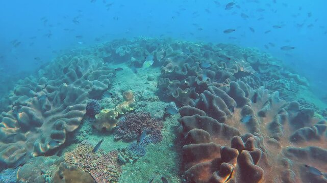 Colourful soft corals formations and a variety of fish thrive in the tropical underwater environment. Clear blue waters showcase a rich biodiversity of marine life