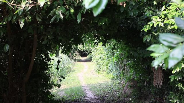 A natural video background of various trees growing in a large forest with a wind blowing through it, with flocks of birds living together. The completeness of the forest system is worth preserving.