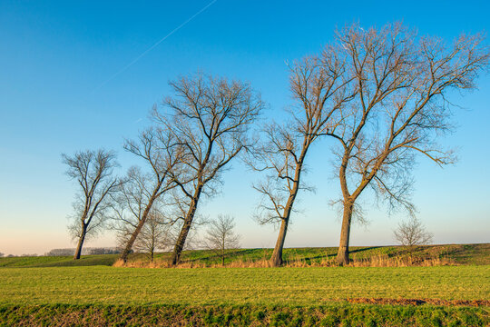 Leaning bare trees contrasting against a blue sky. The photo was taken in an agricultural area on a sunny day in the Dutch winter season.