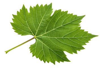 green leaf isolated on white