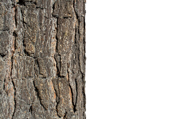 Pine tree trunk isolated on transparent background.