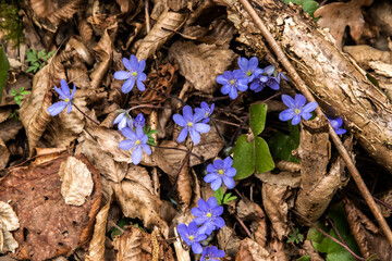Common liverwort blue flower (Hepatica nobilis) in the spring forest. Close up.