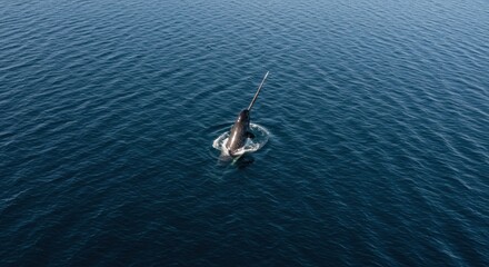 Narwhal Surfacing Ocean Aerial View Wildlife Photography