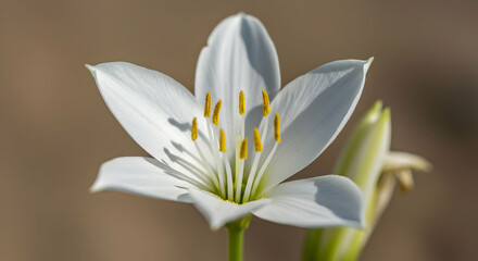 Closeup Of White Lily With Yellow Stamens
