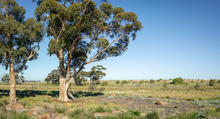 Panoramic view of expansive Australian rural landscape or rugged terrain featuring a large eucalyptus tree, standing against a vast open grassland with scattered vegetation in bushland.