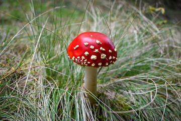 White scales on the bright red hat of the fly agaric.