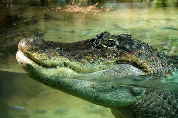 american alligator in the everglades