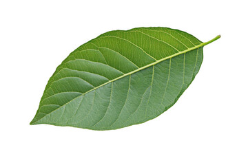 Obraz premium Isolated guava leaf on a white background, png