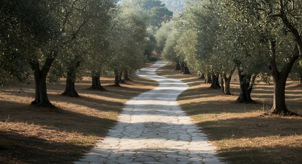 Obraz premium Walking Along a Peaceful Stone Path Surrounded by Olive Trees