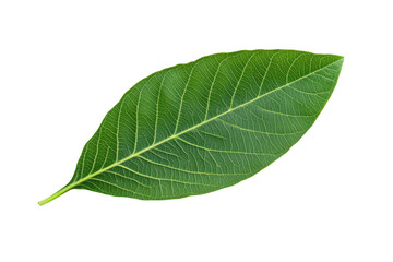 Obraz premium Isolated guava leaf on a white background, png