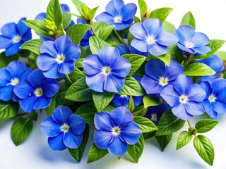 Fototapeta premium Browallia Blue Flowers Panoramic Flat Lay, Clean White Background, Wide Angle Photography