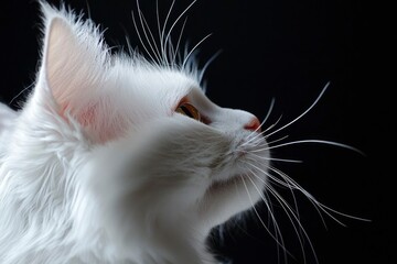Close-up profile of a fluffy white cat against a stark black background. Focused gaze