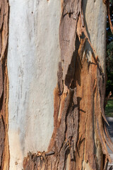 Close-up of eucalyptus tree bark showing peeling texture and smooth trunk surface. Native...