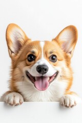Cheerful Corgi Dog Smiling With Tongue Out Against White Background
