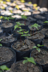 Seedling Nursery Irrigation