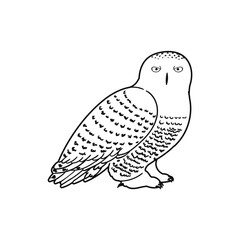 Vector Outline Illustration of Polar Owl Isolated on White Background